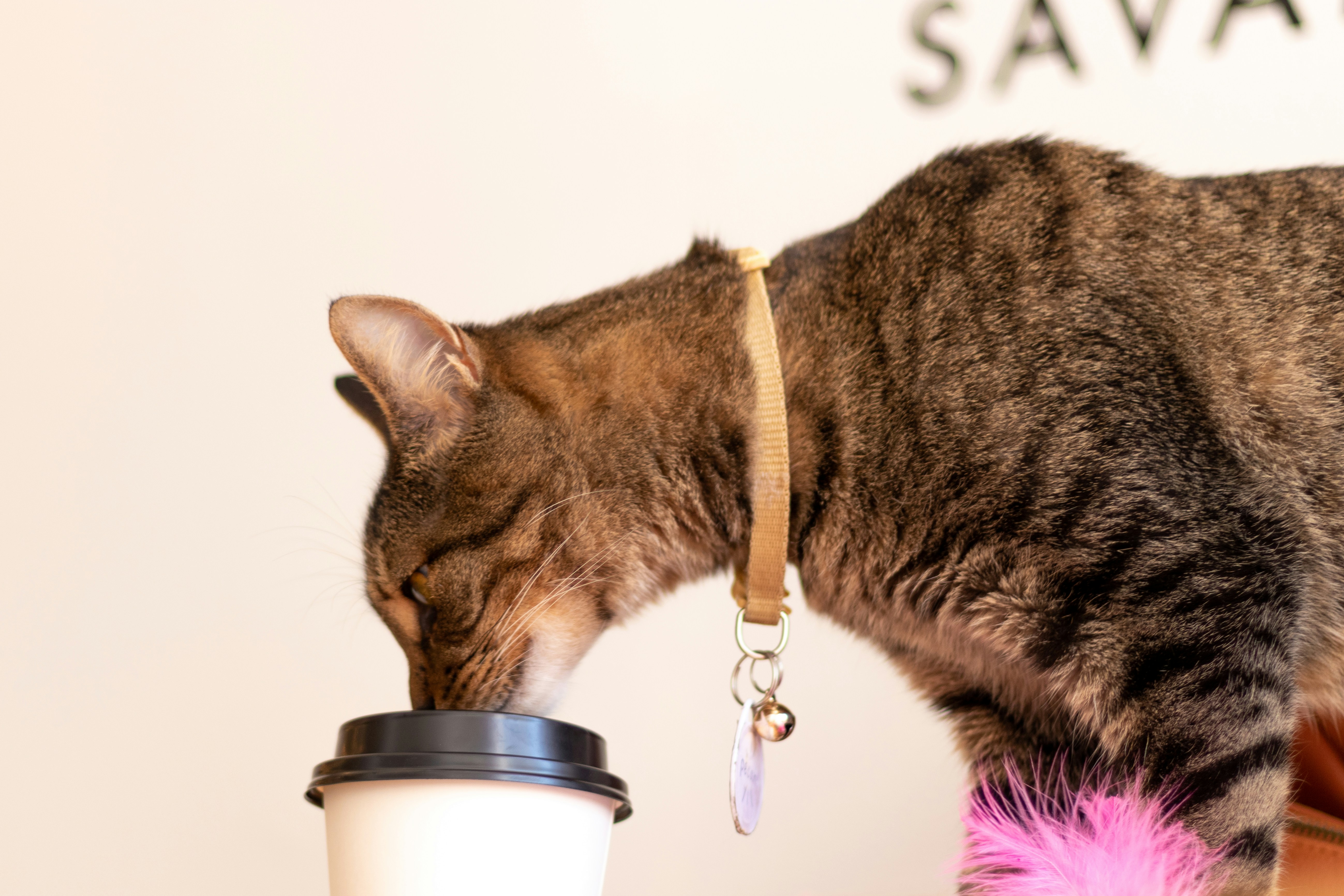 An orange cat sniffing a latte